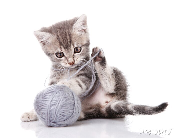 Papier peint  Petit chat avec une pelote de laine grise