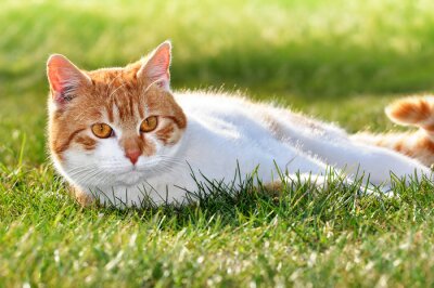 Papier peint  Petit chat coloré dans l'herbe