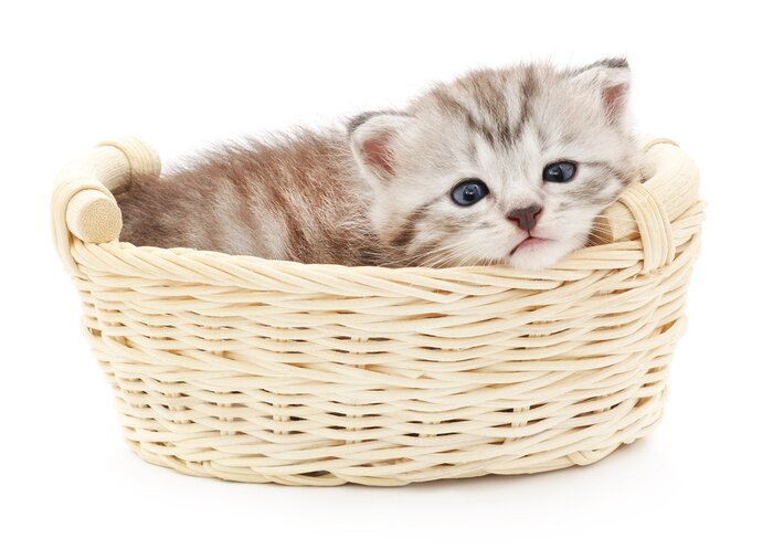 Papier peint  Petit chat dans un panier