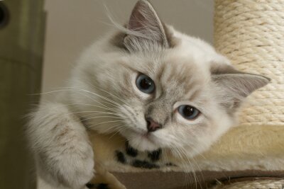 Petit chaton de compagnie