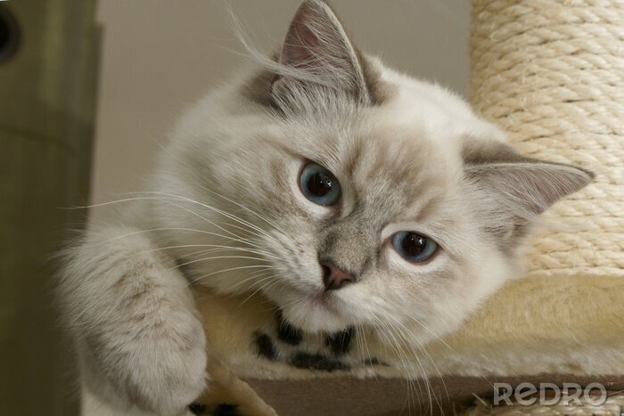 Papier peint  Petit chaton de compagnie