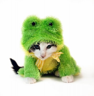 Petit chaton en costume de grenouille verte