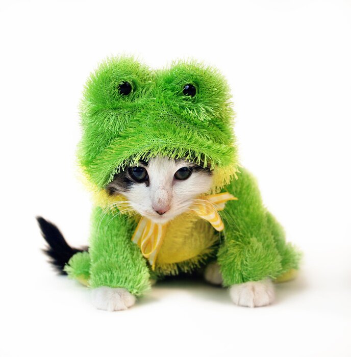 Papier peint  Petit chaton en costume de grenouille verte