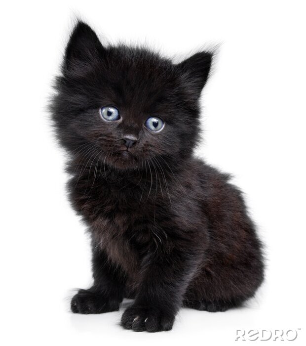 Papier peint  Petit chaton noir assis, sur fond blanc
