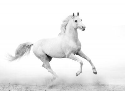 Papier peint  Petit cheval clair sur fond blanc