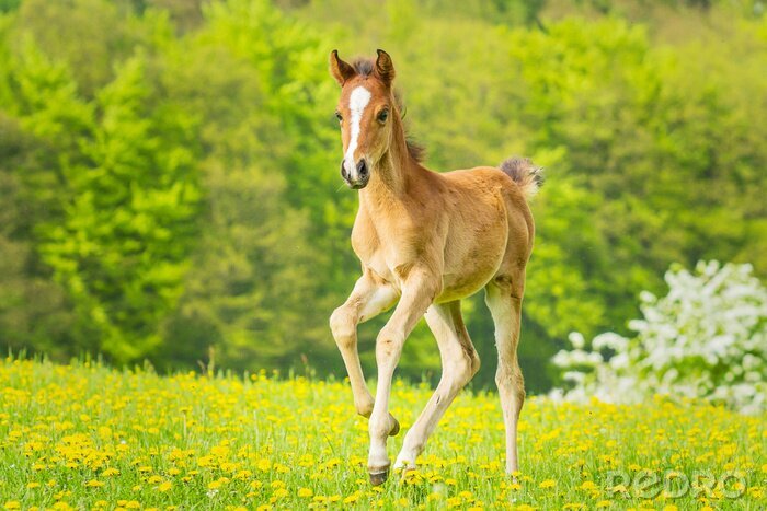 Papier peint  Petit cheval ravissant avec une tache sur la tête