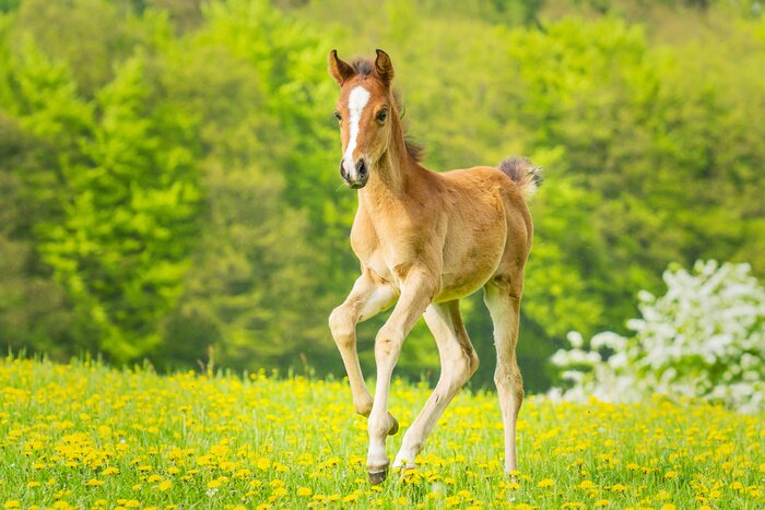 Papier peint  Petit cheval ravissant avec une tache sur la tête