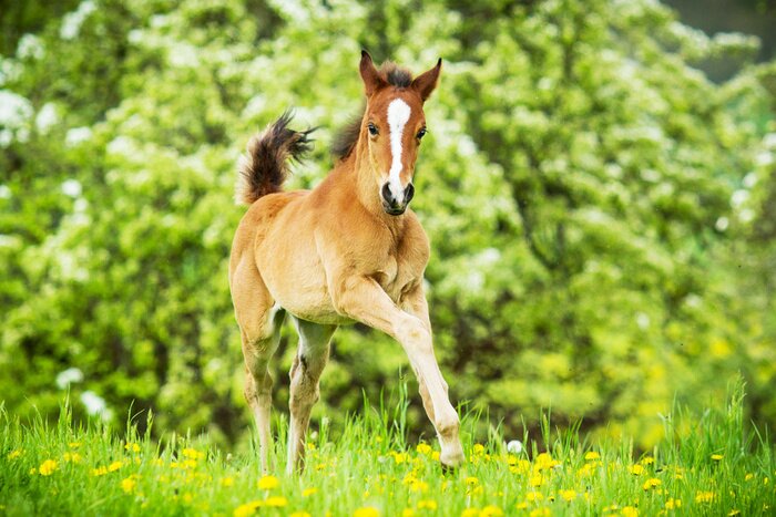 Papier peint  Petit cheval ravissant dans le pré