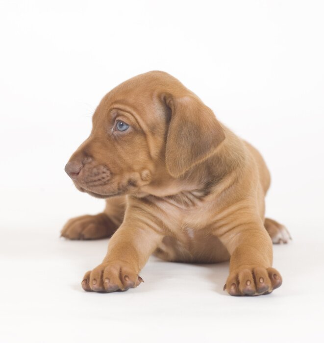 Papier peint  Petit chien caramel allongé