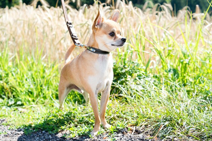Papier peint  Petit chien sur fond de verdure