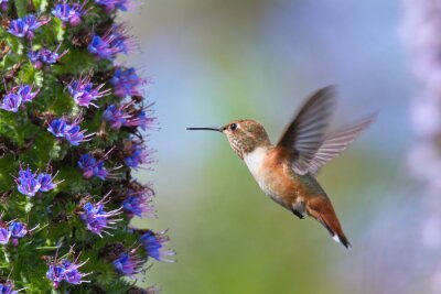 Petit colibri en mouvement