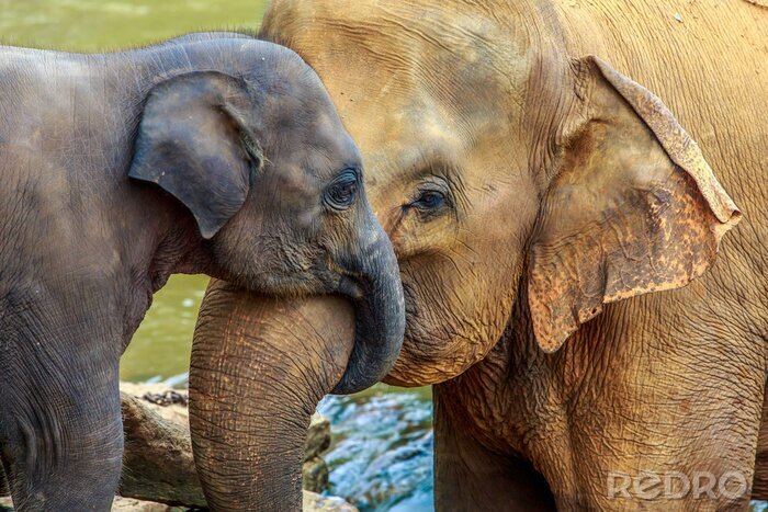 Papier peint  Petit éléphant avec są maman