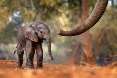 Petit éléphant en Afrique