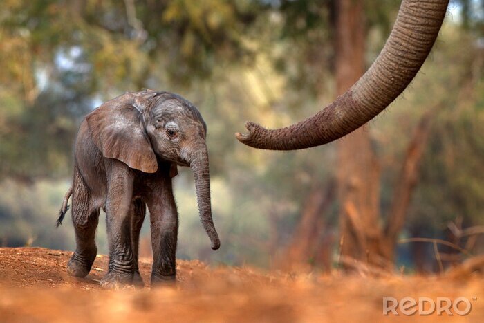 Papier peint  Petit éléphant en Afrique