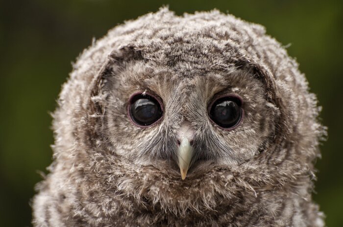 Papier peint  Petit hibou avec un grand oui