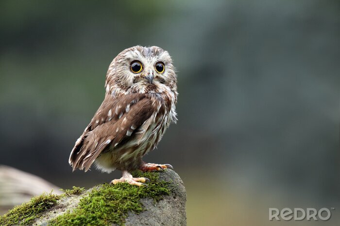 Papier peint  Petit hibou sur le rocher