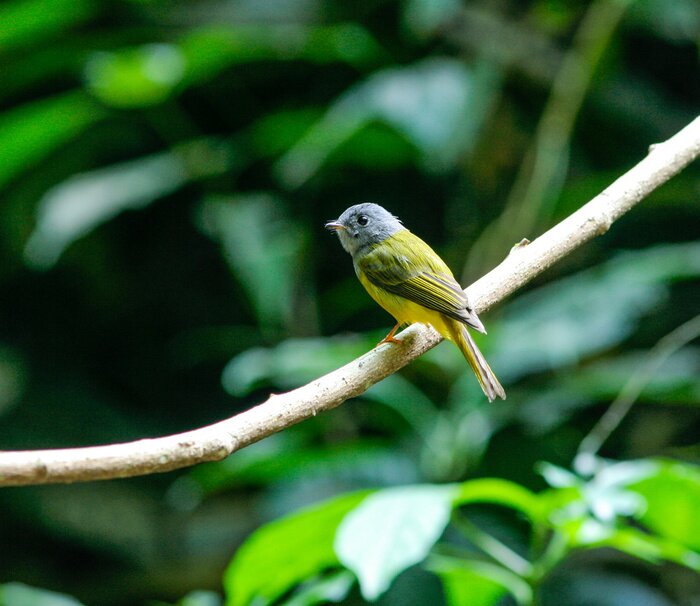 Papier peint  Petit oiseau sur fond de feuilles vertes