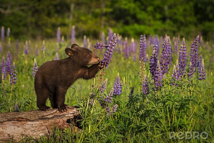 Papier peint  Petit ours brun au milieu des fleurs