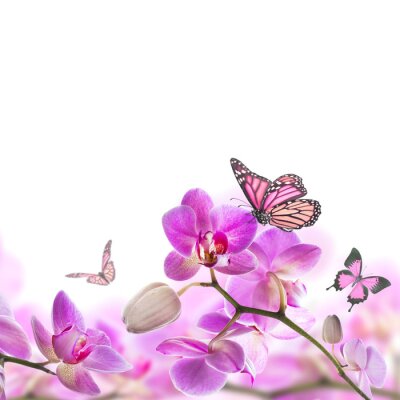Papier peint  Petit papillon assis sur une orchidée