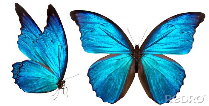 Papier peint  Petit papillon bleu