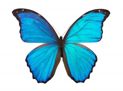 Papier peint  Petit papillon bleu ciel sur fond clair