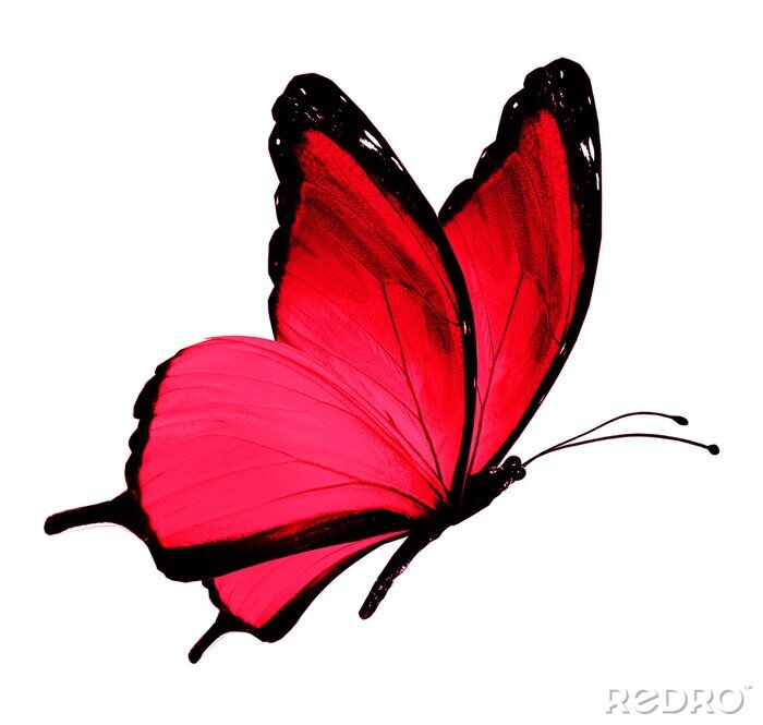 Papier peint  Petit papillon rouge sur fond blanc