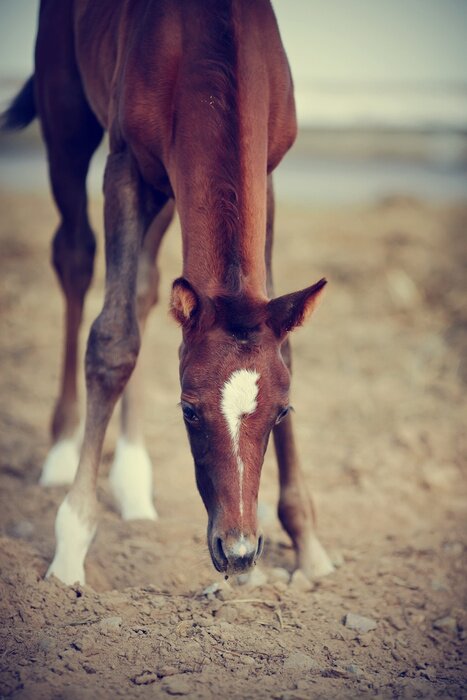 Papier peint  Petit poulain dans le paddock
