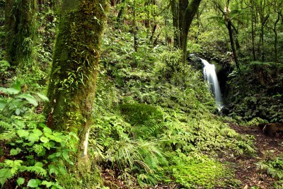 Papier peint  Petite chute d'eau dans la jungle verte