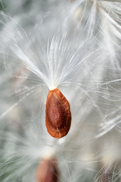 Papier peint  Petite graine de fleur