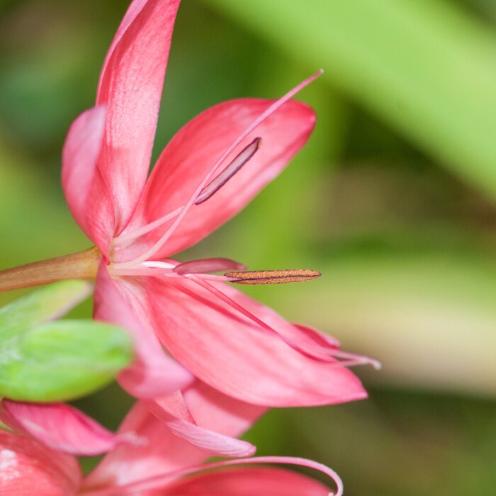 Papier peint  Petite Lily