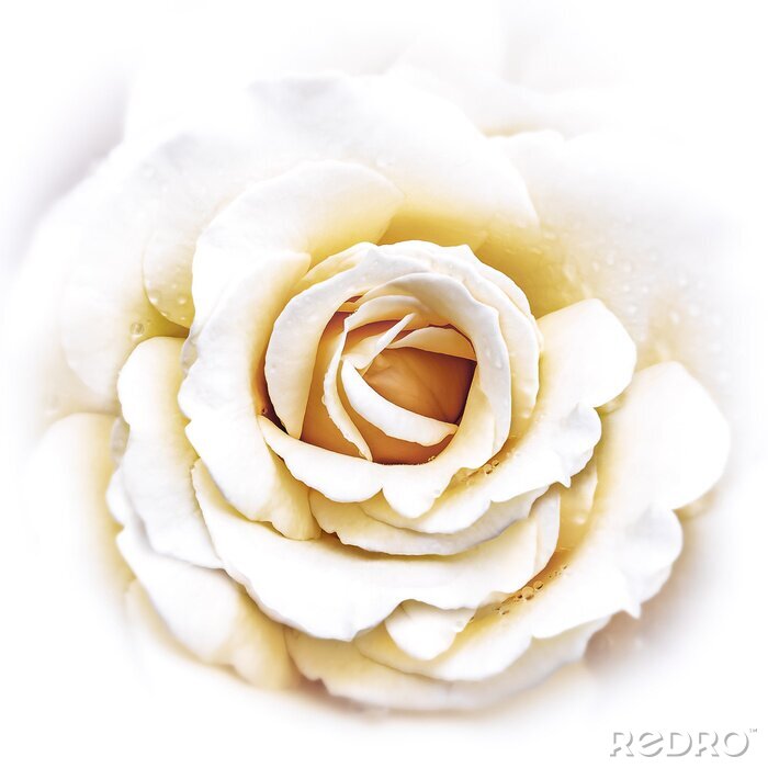Papier peint  Petite rose blanche duvet
