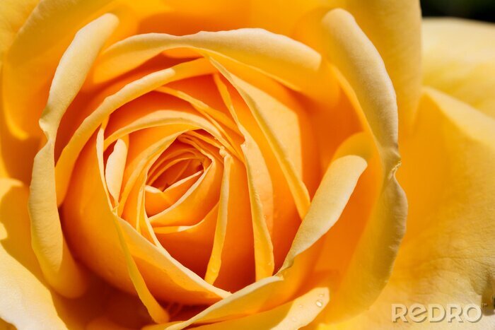 Papier peint  Petite rose en fleur jaune