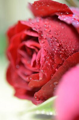 Papier peint  Petite rose et gouttes de pluie