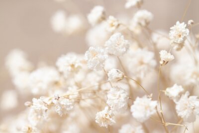 Petites fleurs blanches sur fond beige