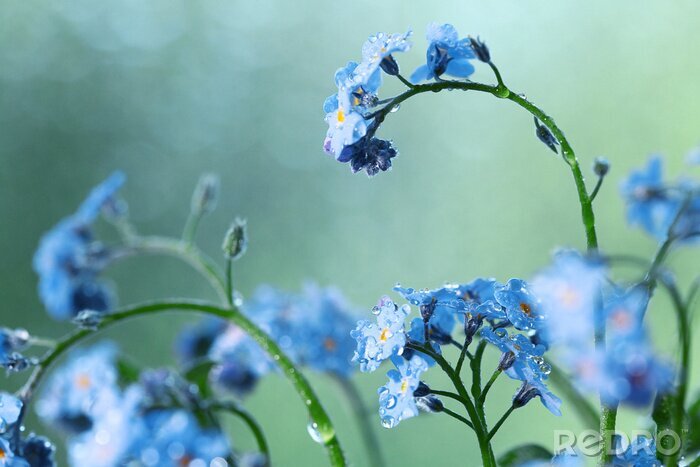 Papier peint  Petites fleurs bleues des champs