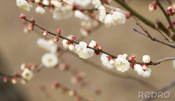 Papier peint  Petites fleurs sur une branche