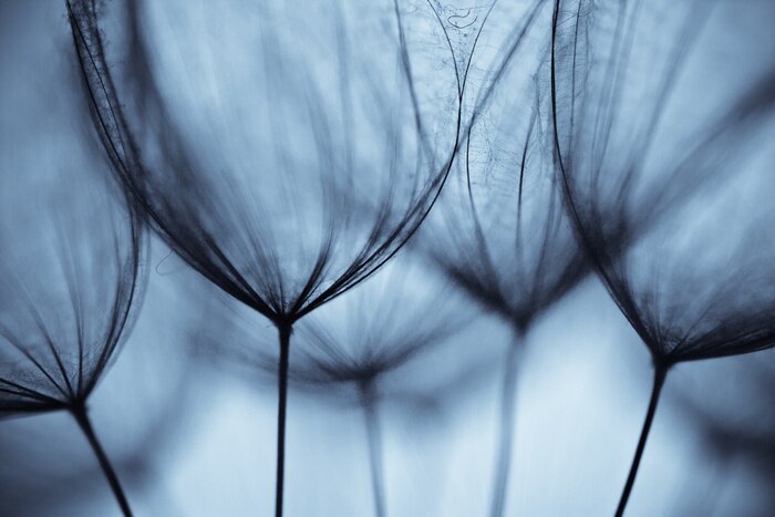 Papier peint  Petites graines de pissenlit sur le ciel