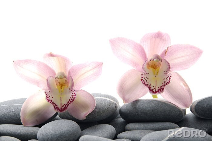 Papier peint  Petites orchidées sur les pierres grises