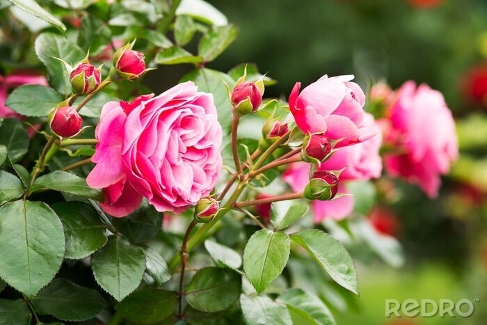 Papier peint  Petites roses de jardin en fleurs