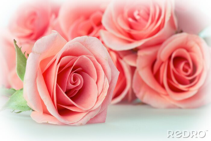 Papier peint  Petites roses délicates couleur rose