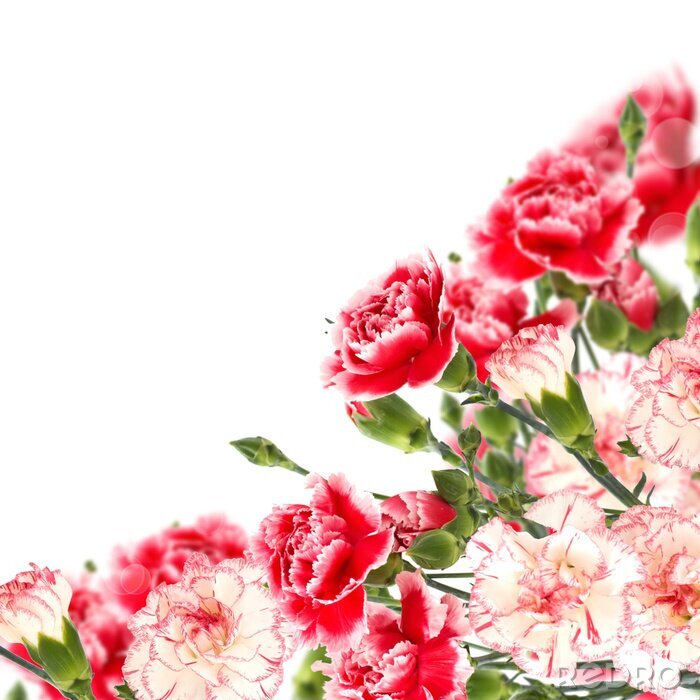 Papier peint  Petites roses rouges avec les feuilles
