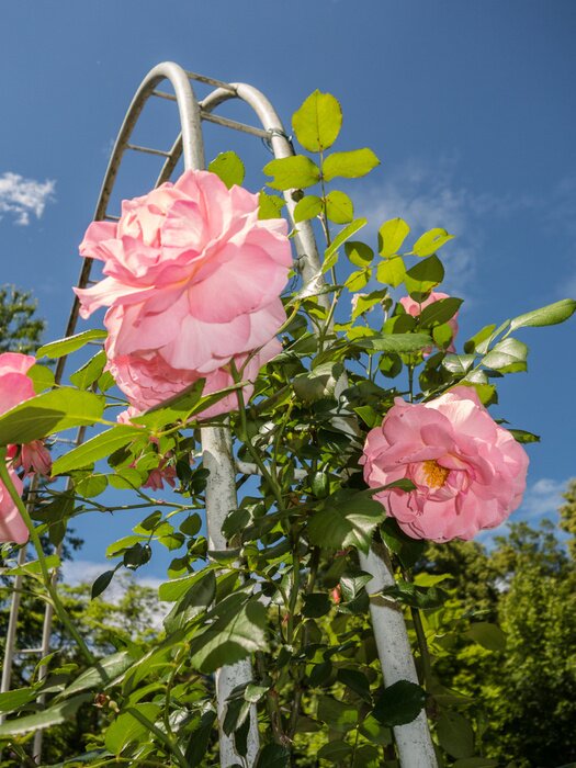Papier peint  Petites roses sauvages couleur rose