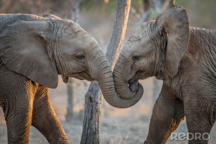Papier peint  Petits éléphants qui s'embrassent