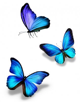 Papier peint  Petits papillons bleus au vol