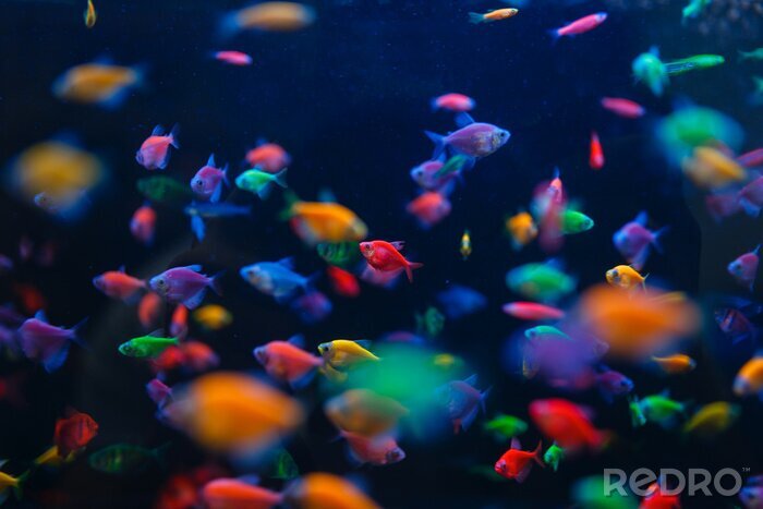 Papier peint  Petits poissons néon sous l'eau