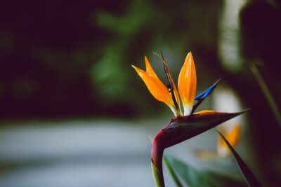 Papier peint  Photo de fleur exotique abstraite avec espace négatif. Les tons sombres, orange vif. Strelitzia, fleur de grue ou oiseau de paradis fleurissant.