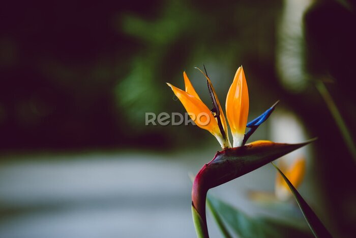 Papier peint  Photo de fleur exotique abstraite avec espace négatif. Les tons sombres, orange vif. Strelitzia, fleur de grue ou oiseau de paradis fleurissant.