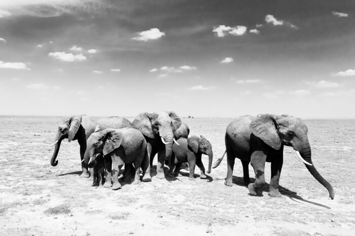 Papier peint  Photo en noir et blanc d'éléphants dans la savane