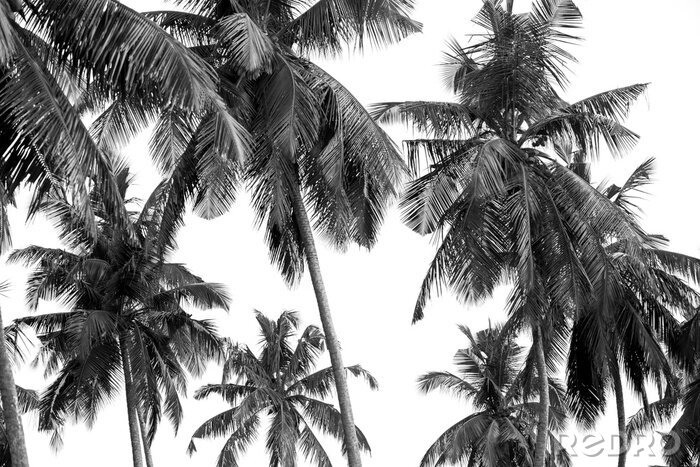 Papier peint  Photo en noir et blanc de palmiers