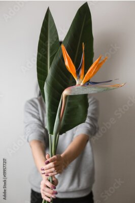 Papier peint  Photo horizontale